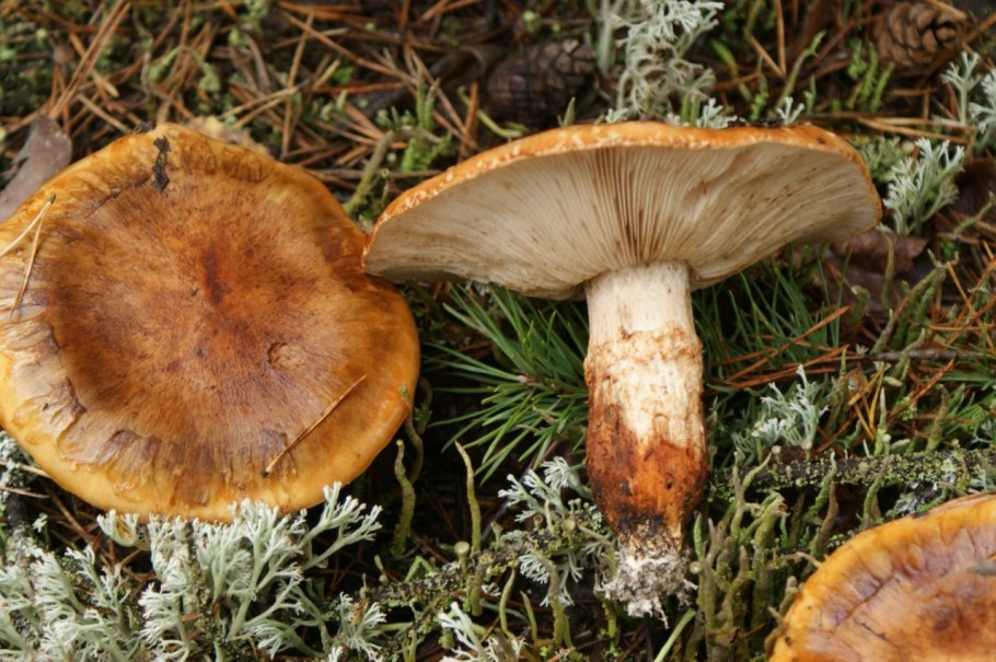 Рядовка опёнковидная