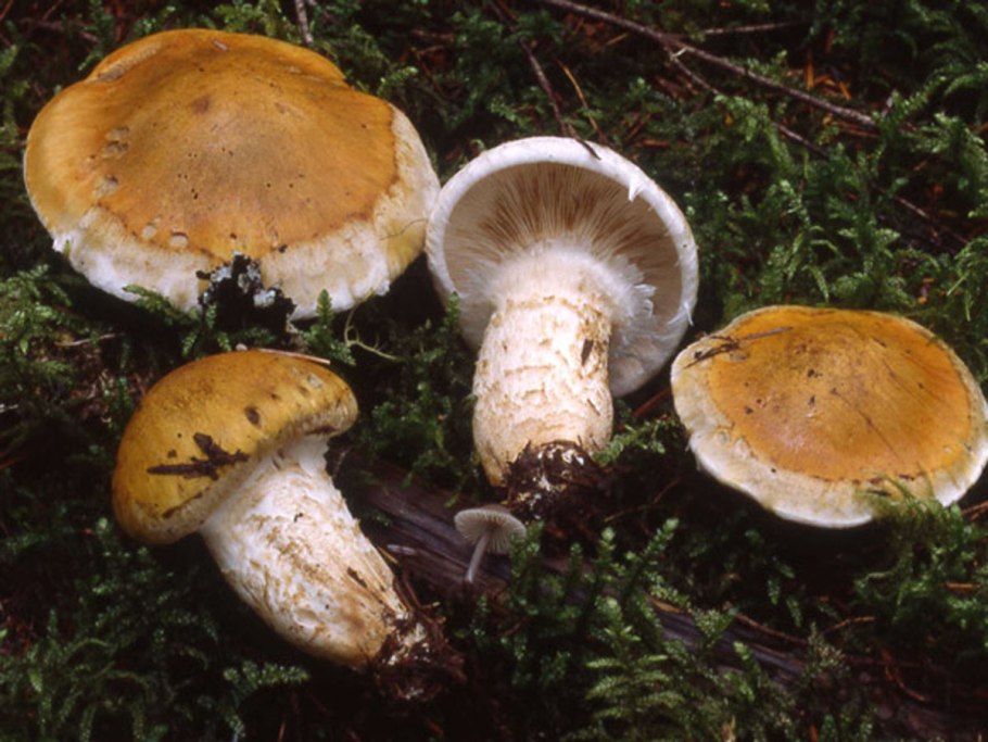 Рядовка опенковидная