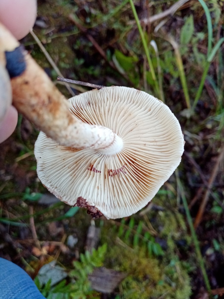 Чешуйчатка гаревая гриб