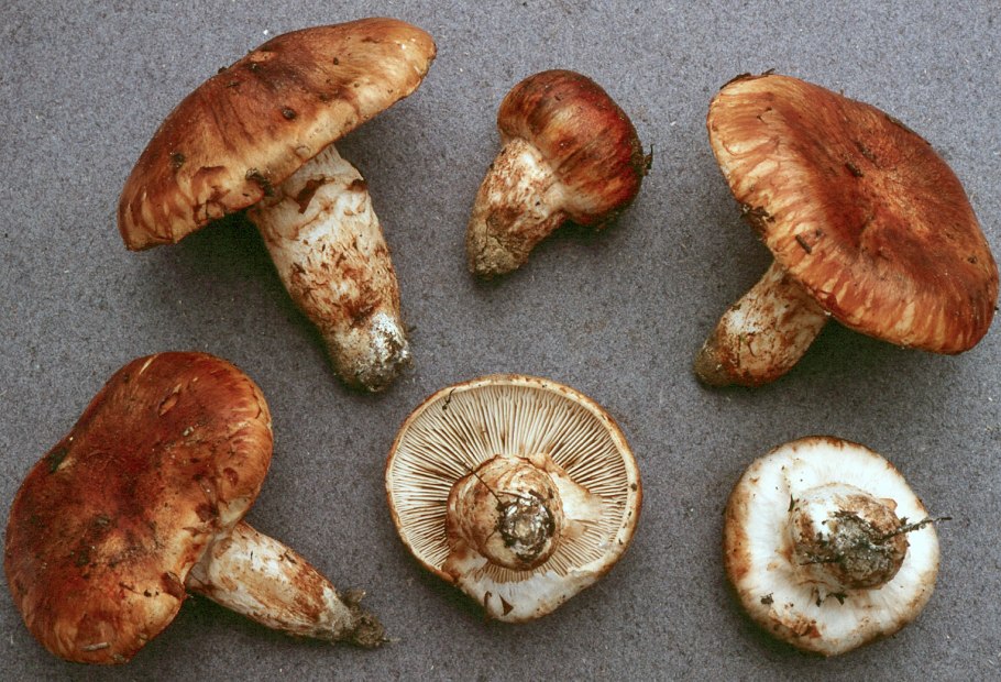 Рядовка золотистая tricholoma aurantium