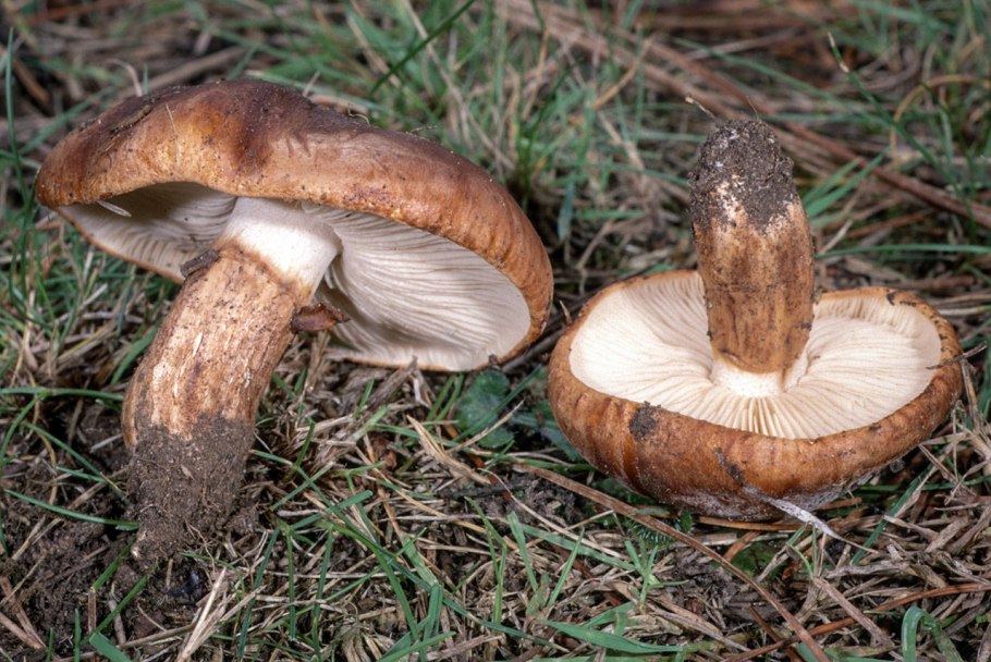 Рядовка tricholoma albobrunneum