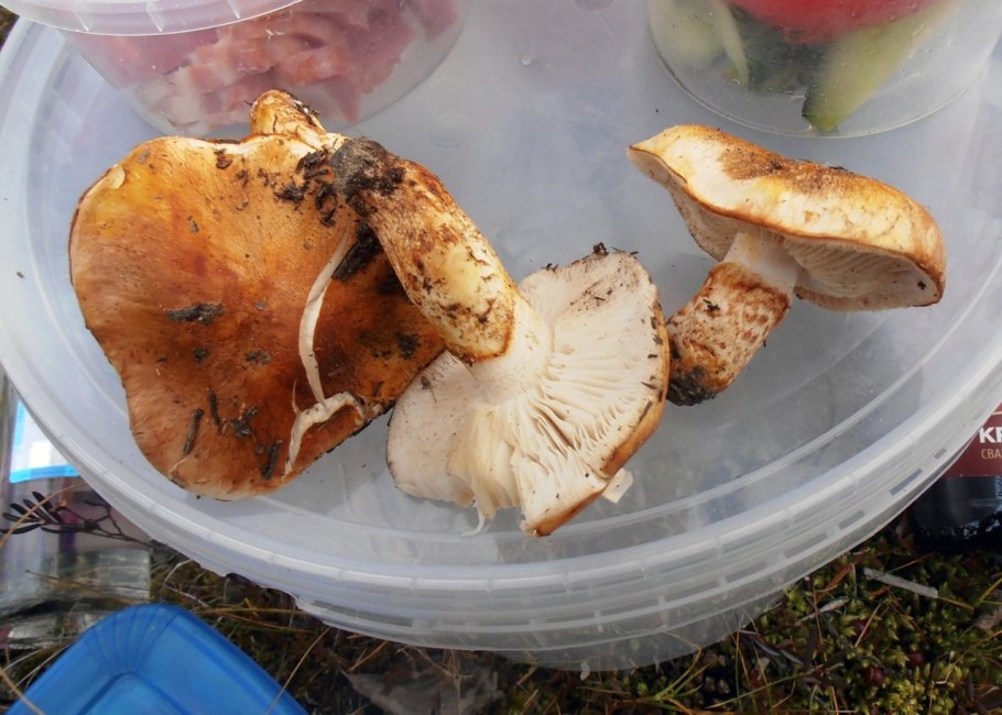 Рядовка перевязанная грибы