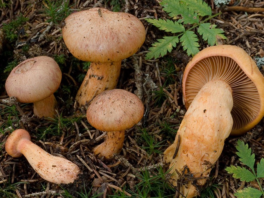 Lactarius salmonicolor