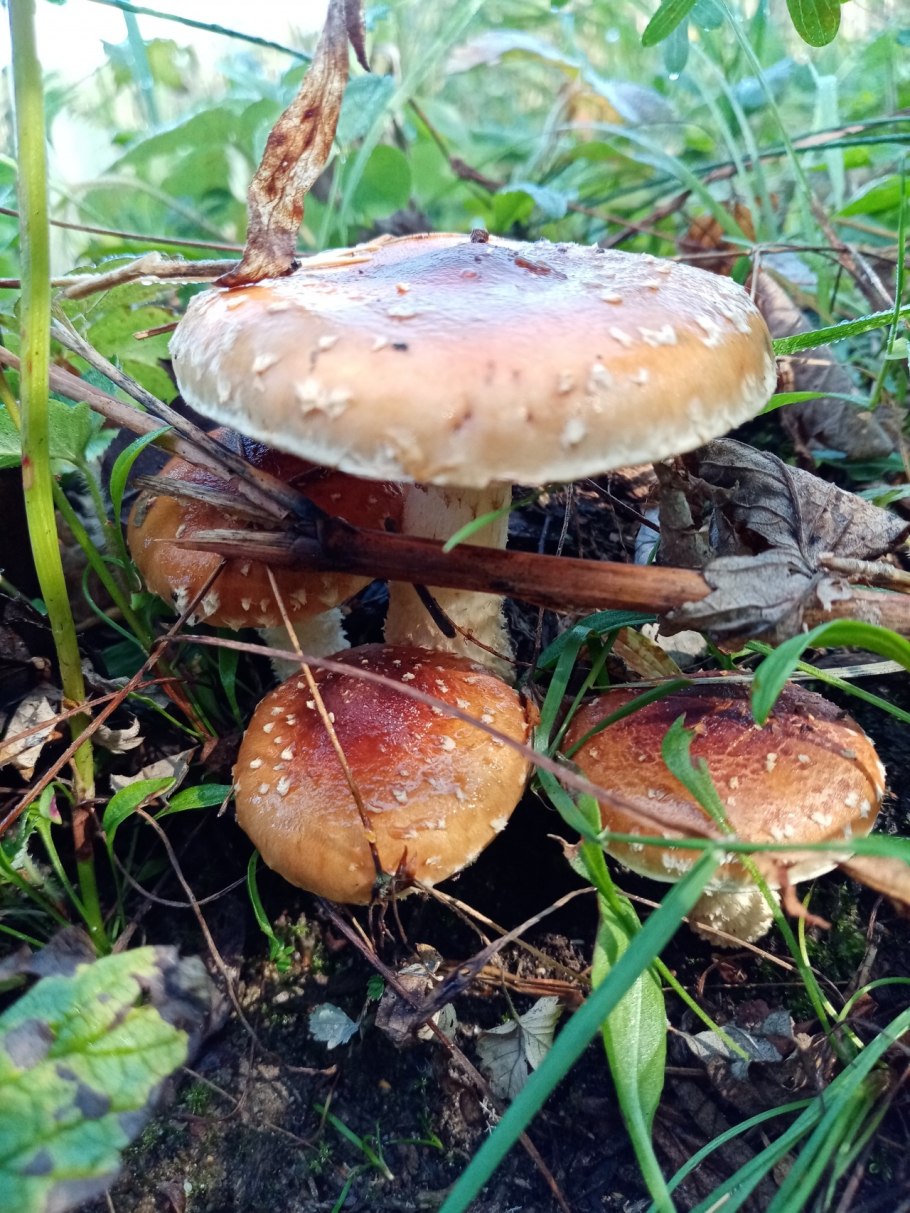 Грибы в раменском