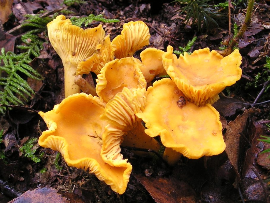 Лисичка обыкновенная (Cantharellus cibarius)