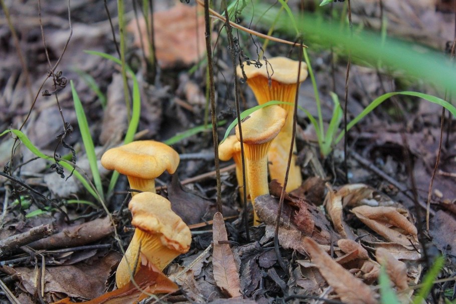 Cantharellus subalbidus