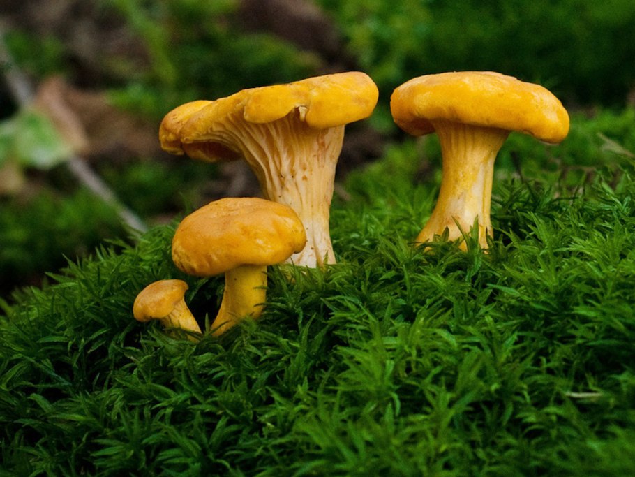 Съедобные грибы лисички