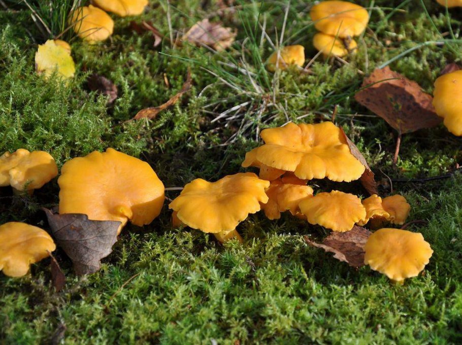 Гименофор лисички