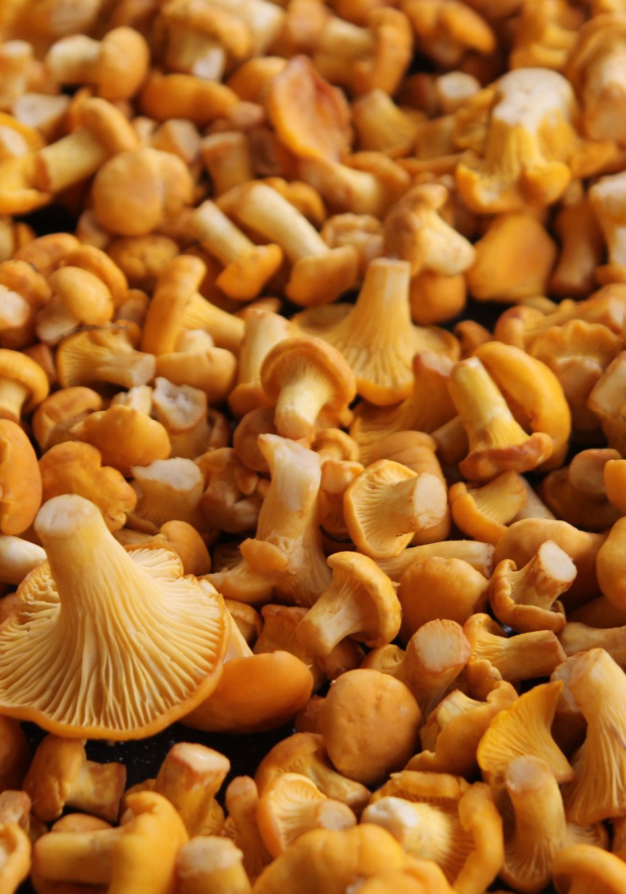 Лисичка Крымская гриб