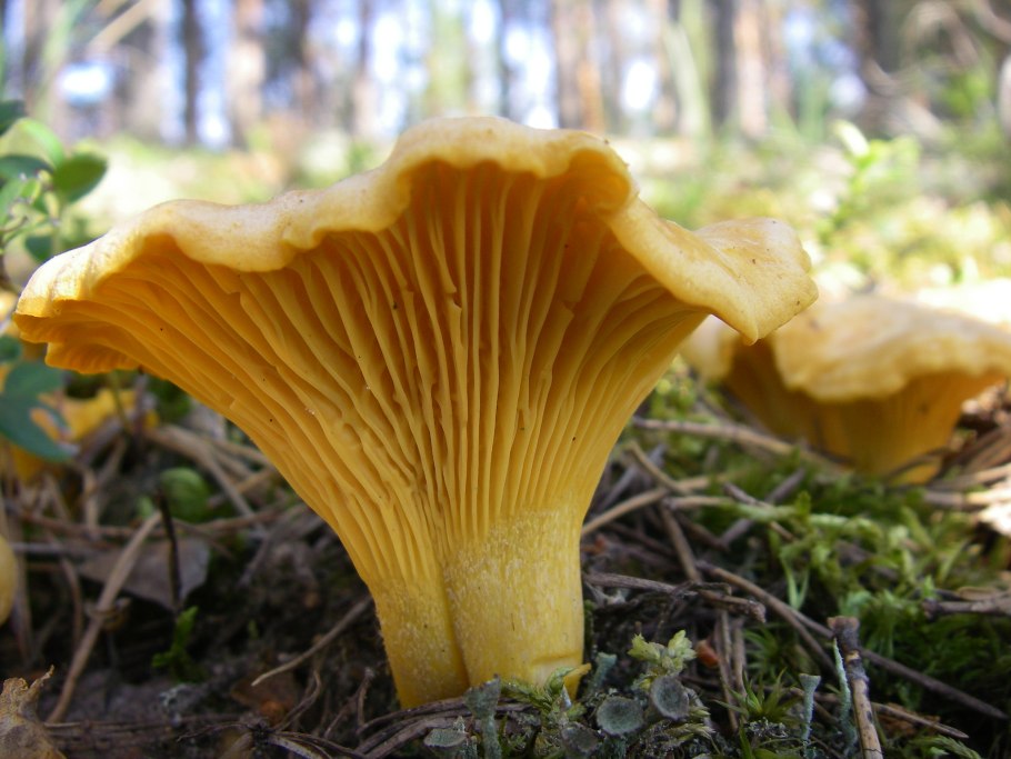 Грибы лисички