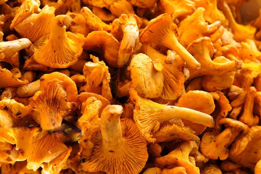 Лисичка желтая (Cantharellus cibarius)
