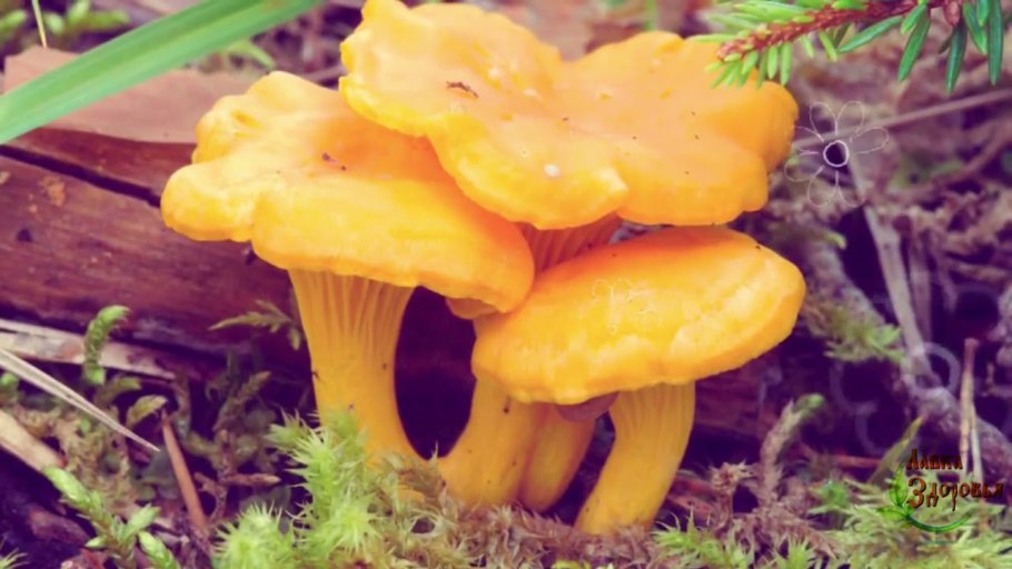 Лисичка желтая (Cantharellus cibarius)