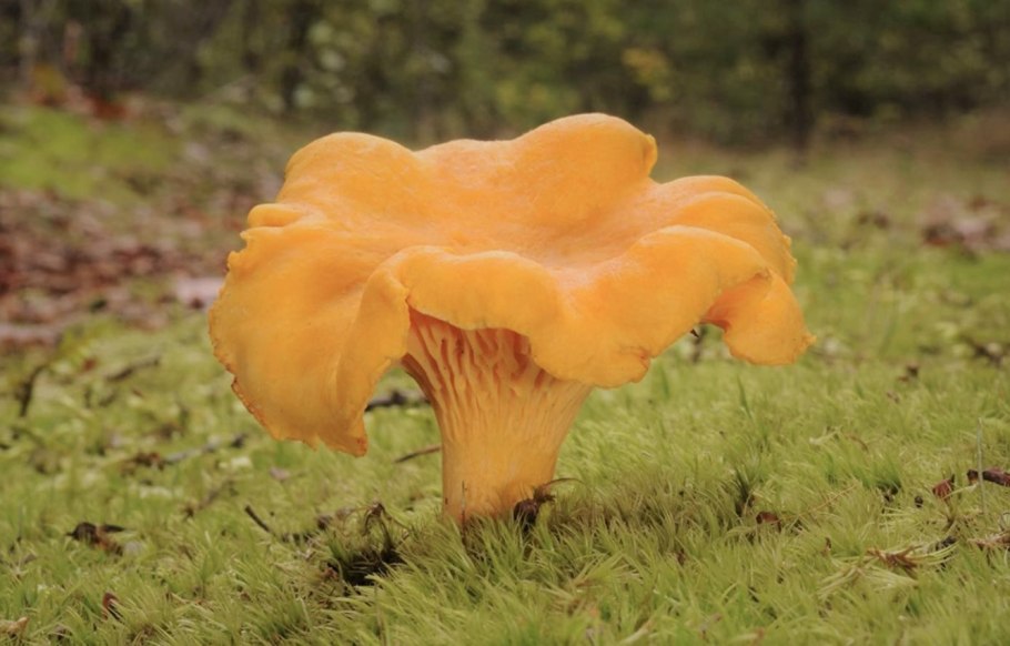 Лисичка желтая (Cantharellus cibarius)