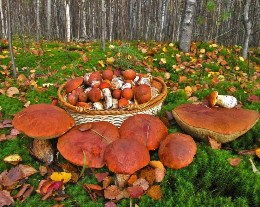 Рай грибника