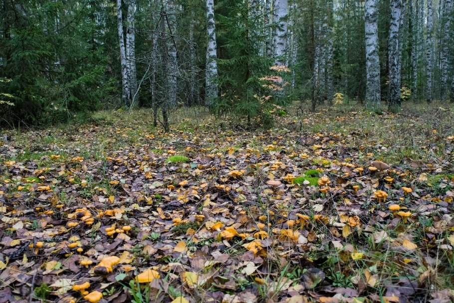 Грибная Поляна в лесу