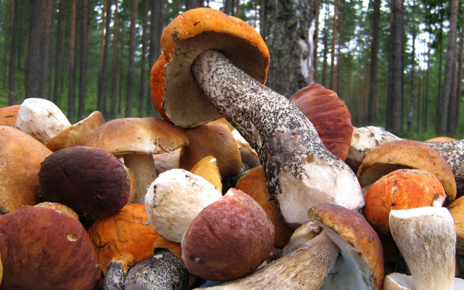 Много грибов