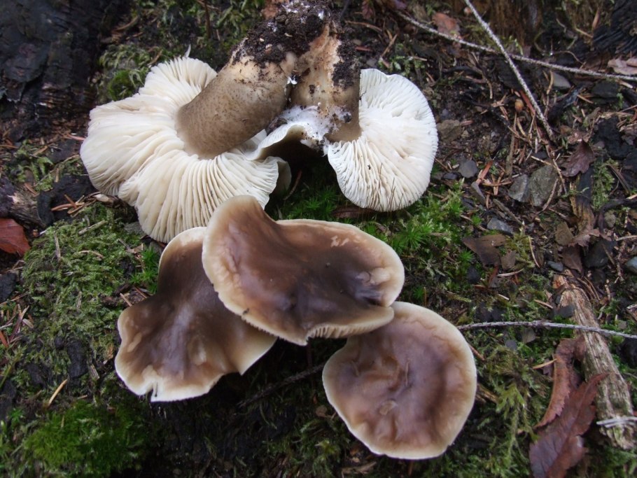 Рядовка мыльная Tricholoma saponaceum