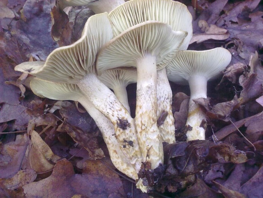 Рядовка серая Tricholoma saponaceum