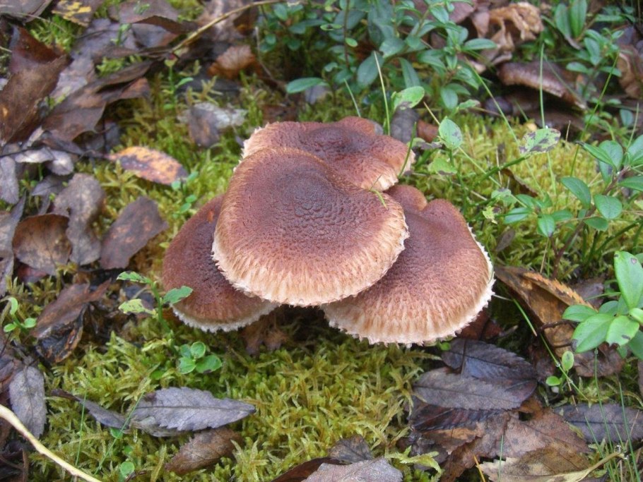 Гриб рядовка белая съедобная