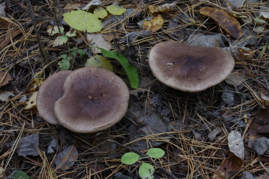 Рядовка гульден (Tricholoma guldeniae)