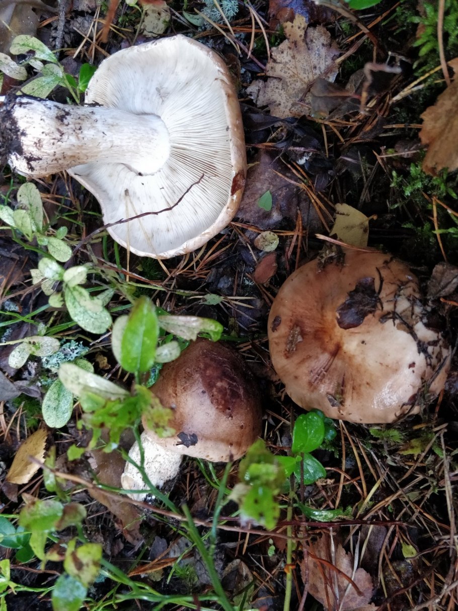 Гриб рядовка серая