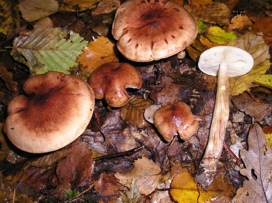 Рядовка буро-желтая Tricholoma fulvum