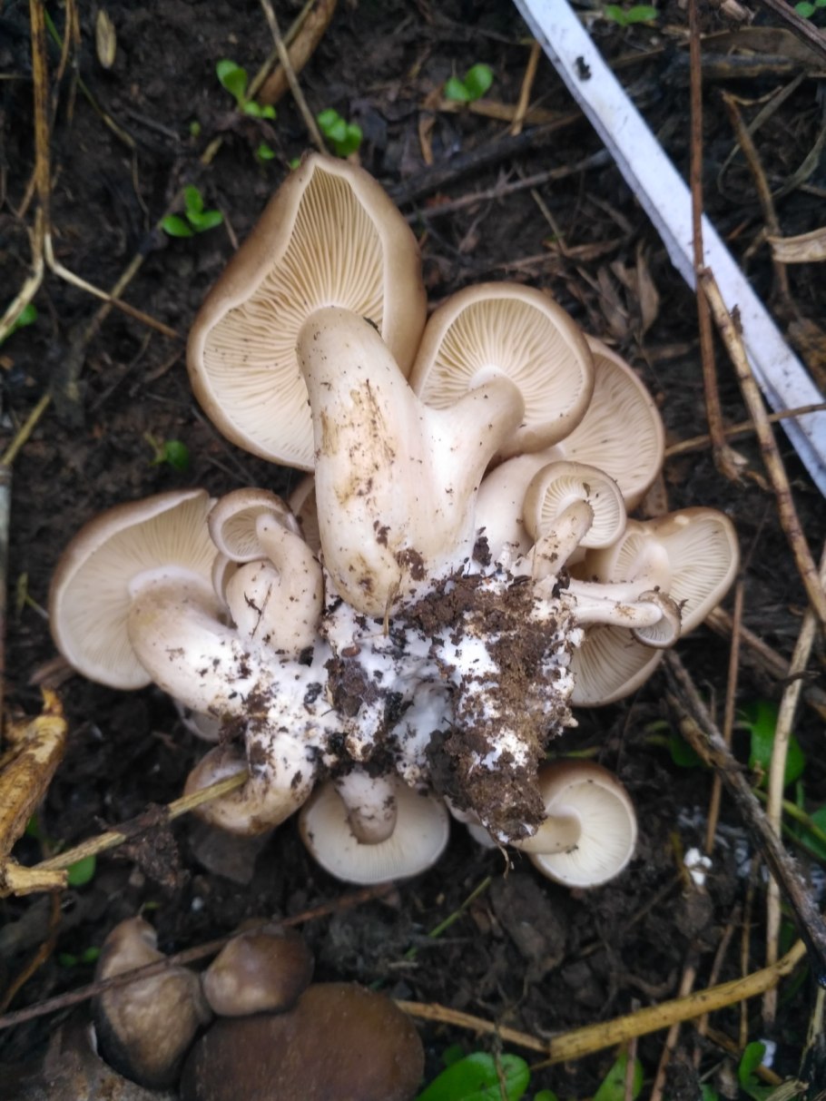 Рядовка скученная Lyophyllum decastes