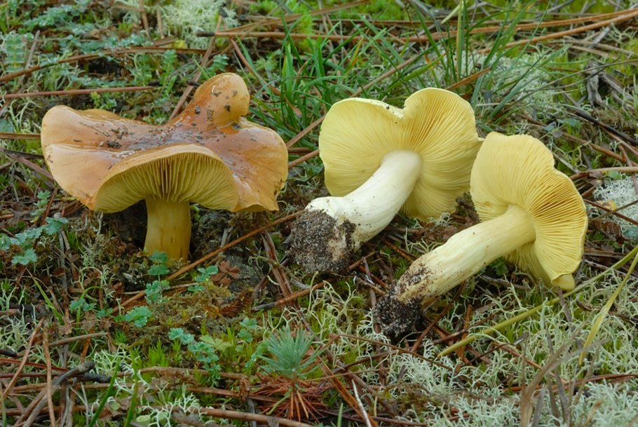 Рядовка зелёная ( Tricholoma equestre ).