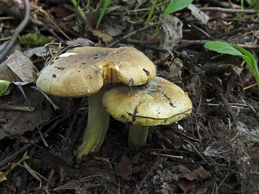 Зеленушка (Tricholoma equestre)