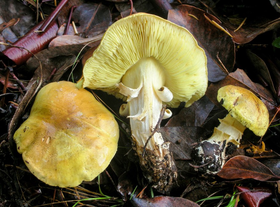 Зеленушка (Tricholoma equestre)