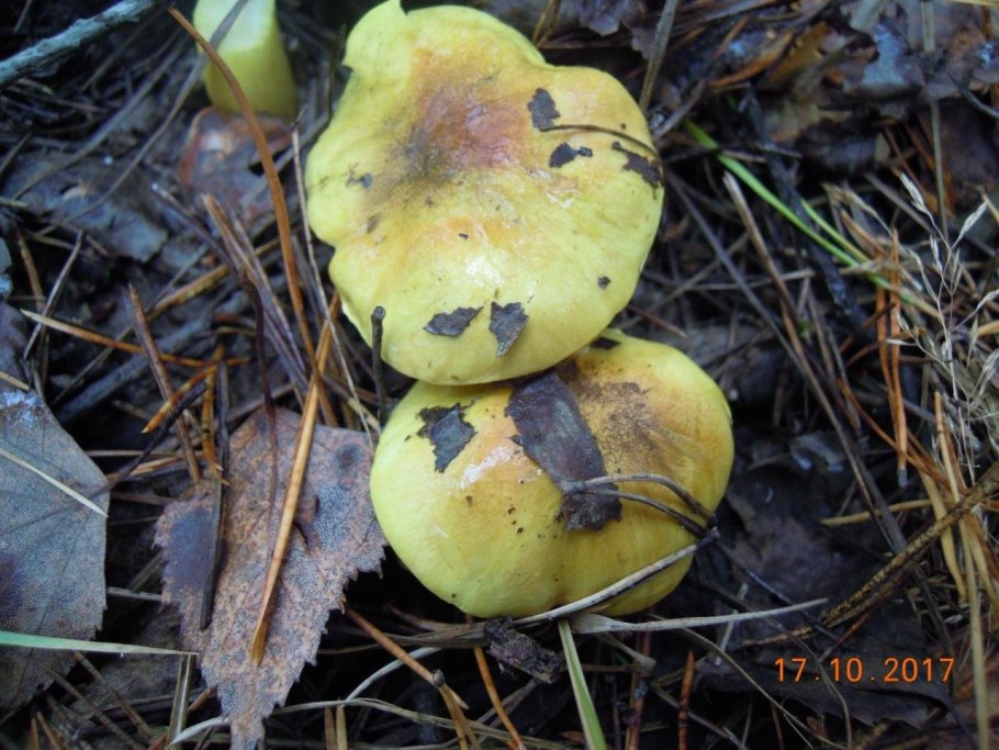 Рядовка серная Tricholoma Sulphureum