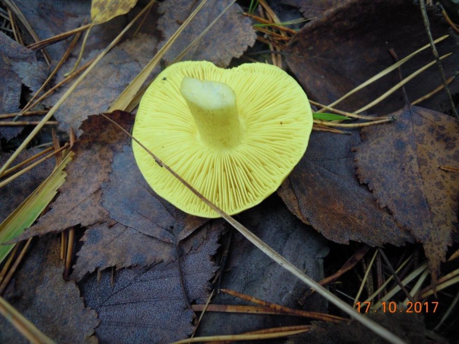 Грибы рядовка желто бурая