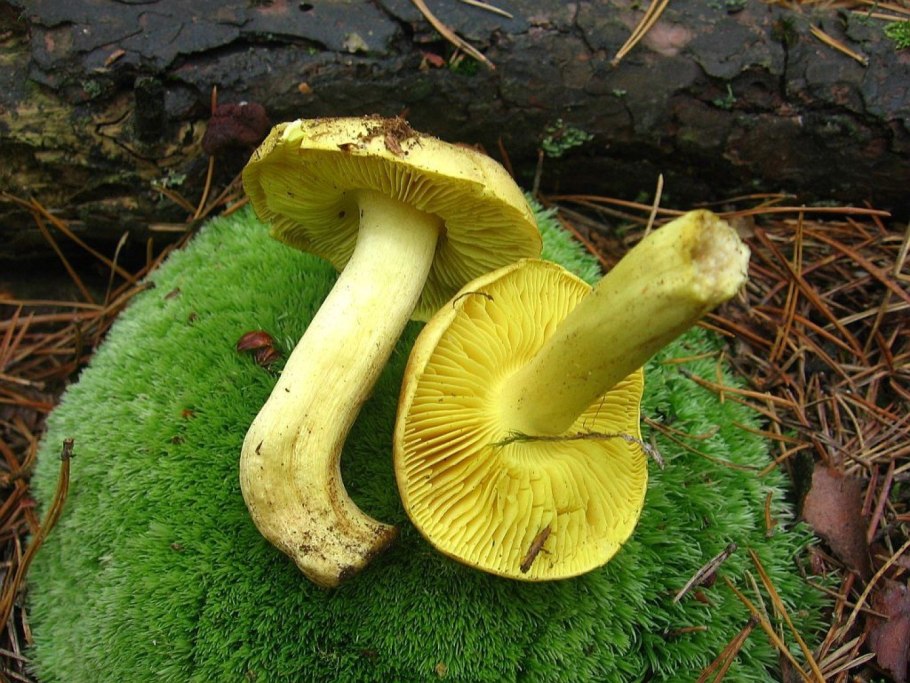 Зеленушка (Tricholoma equestre)