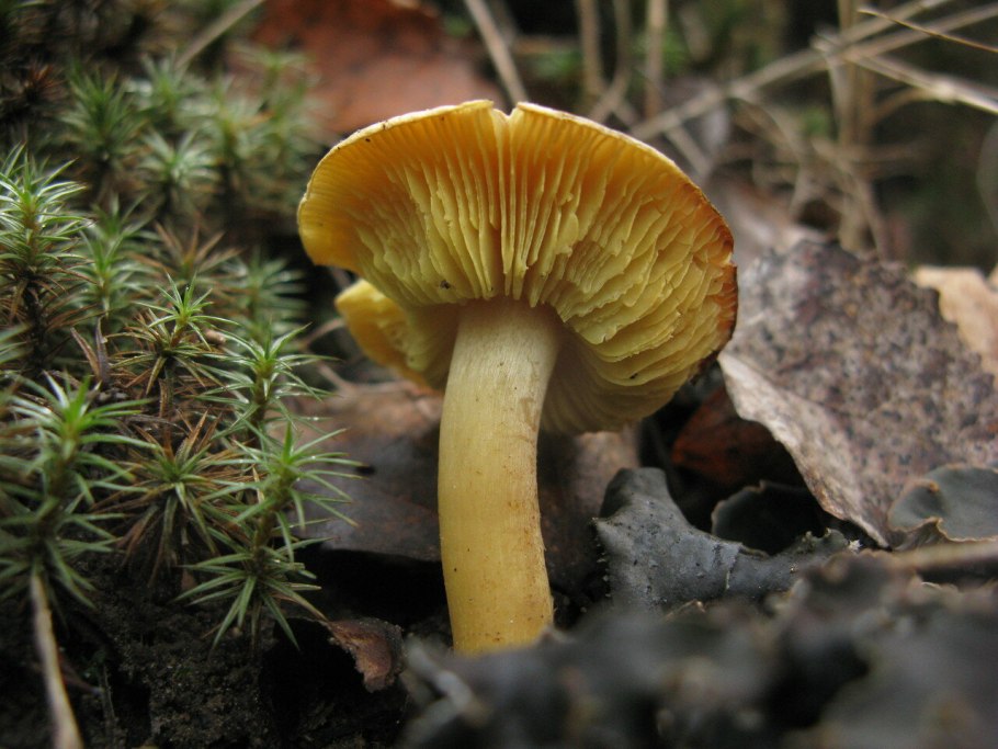 Tricholoma frondosae
