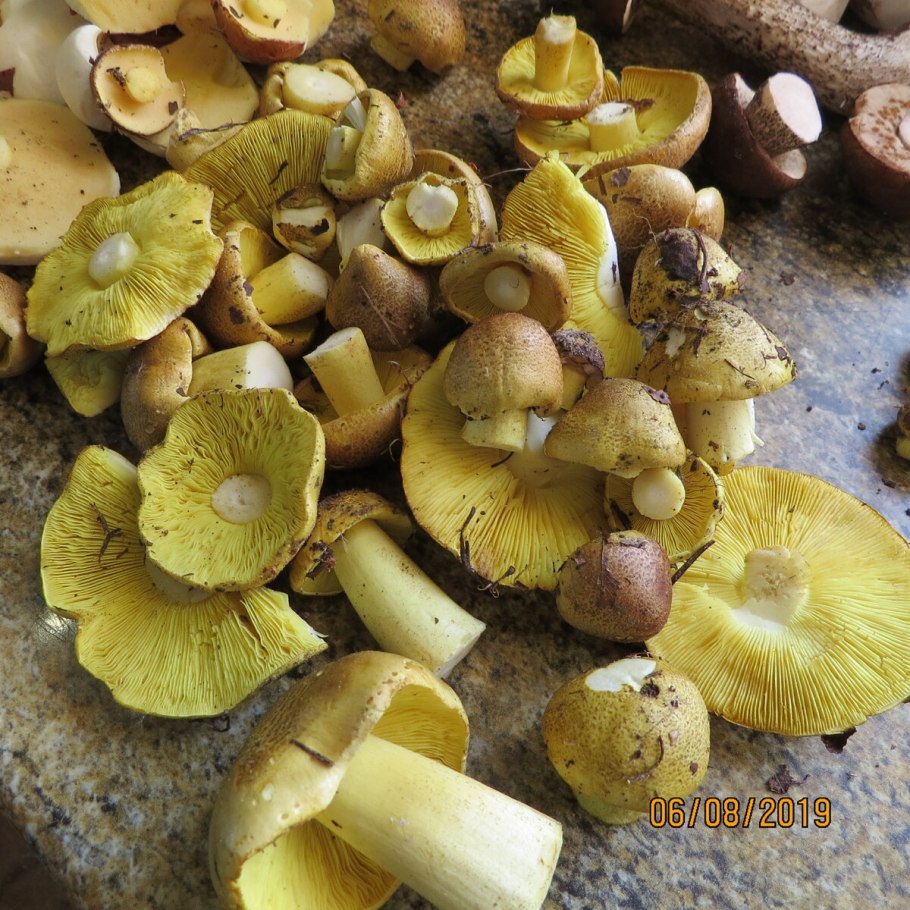Рядовка частопластинковая Tricholoma stiparophyllum