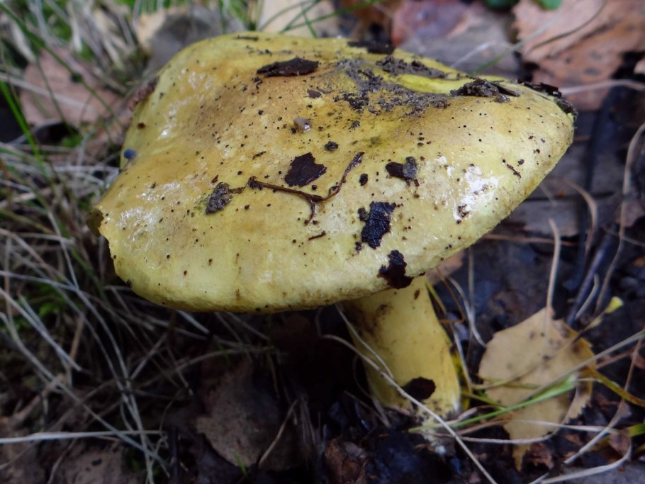 Рядовка Еловая Tricholoma aestuans