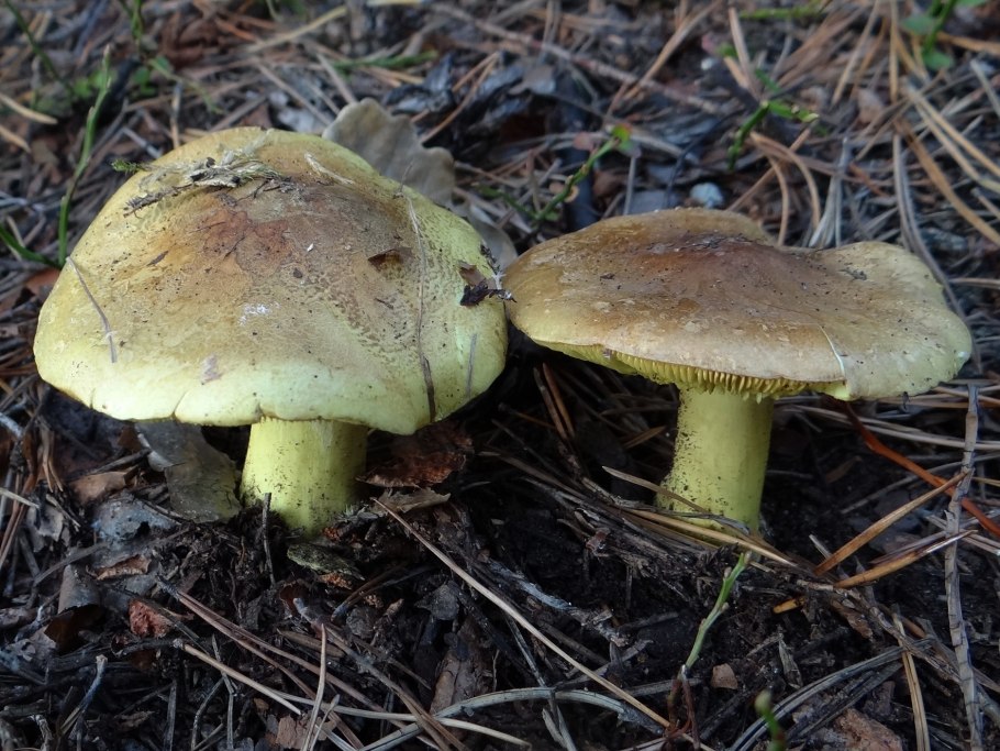 Зеленушка (Tricholoma equestre)