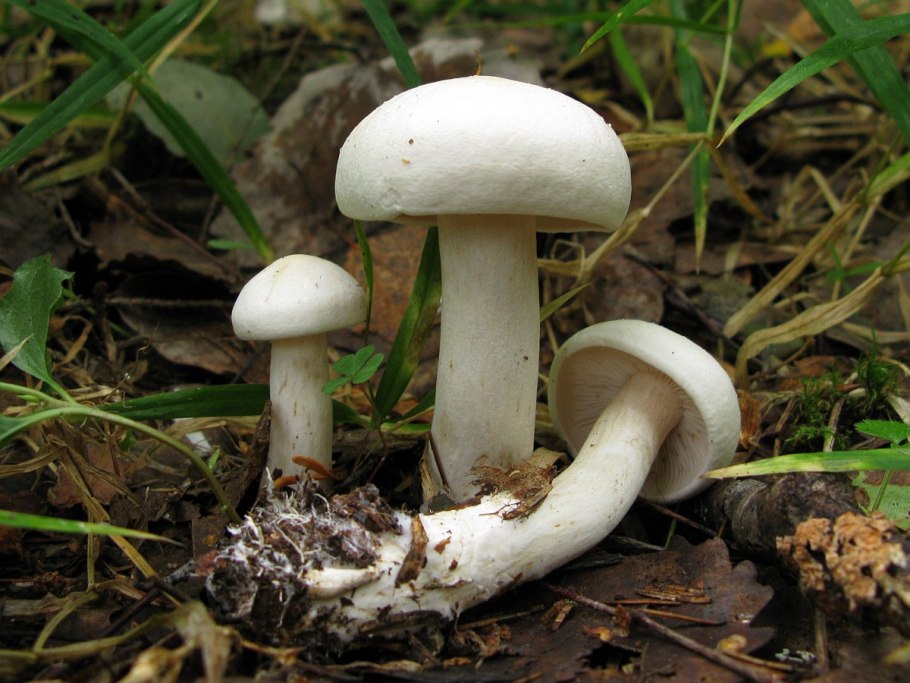 Tricholoma stiparophyllum