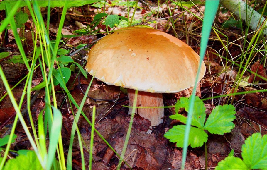 Масленок лето природа