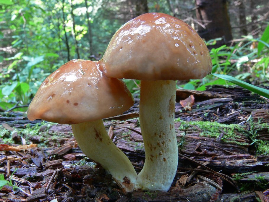 Грибы масленок зернистый