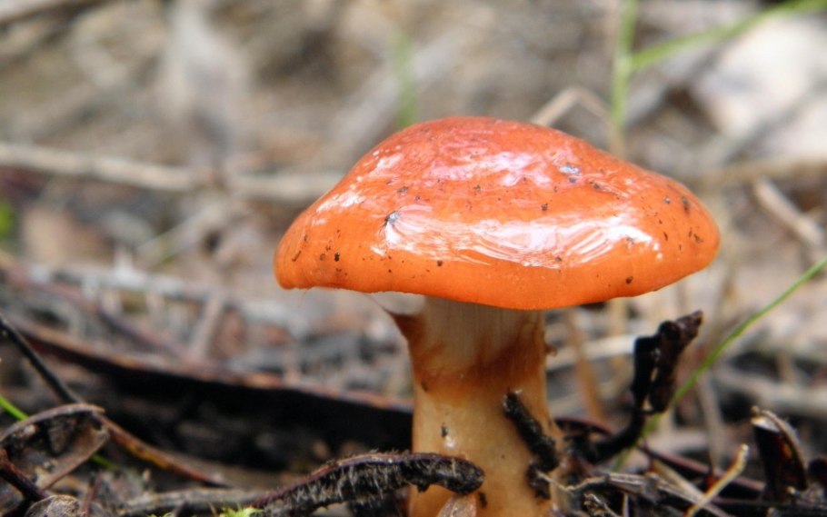 Масленок изящный