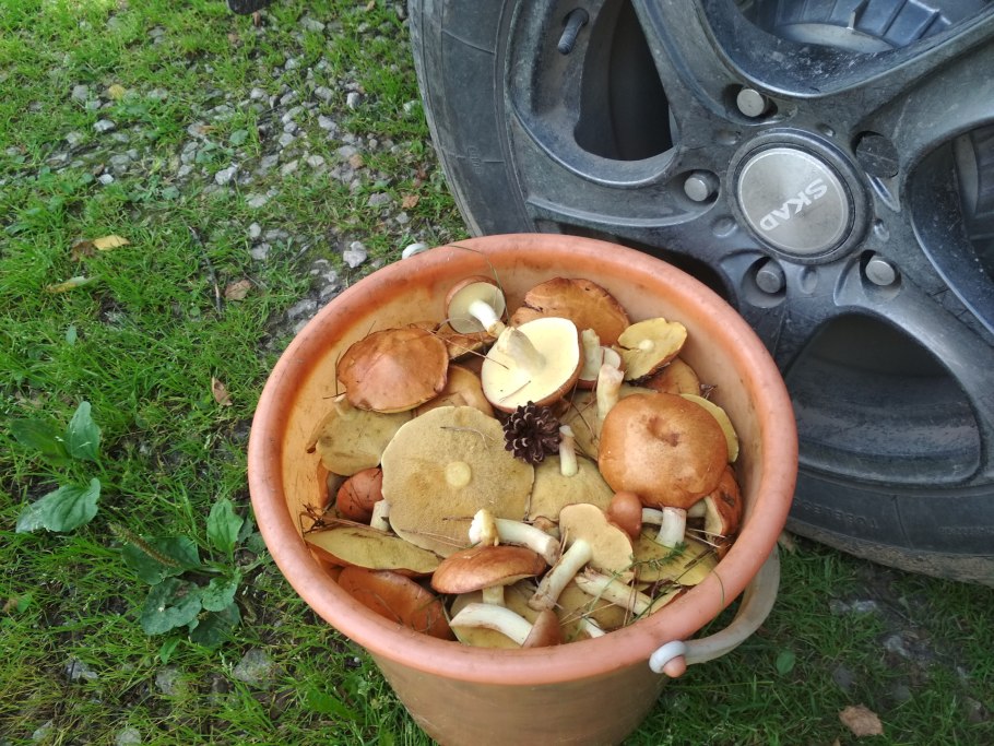 Червивый гриб масленок