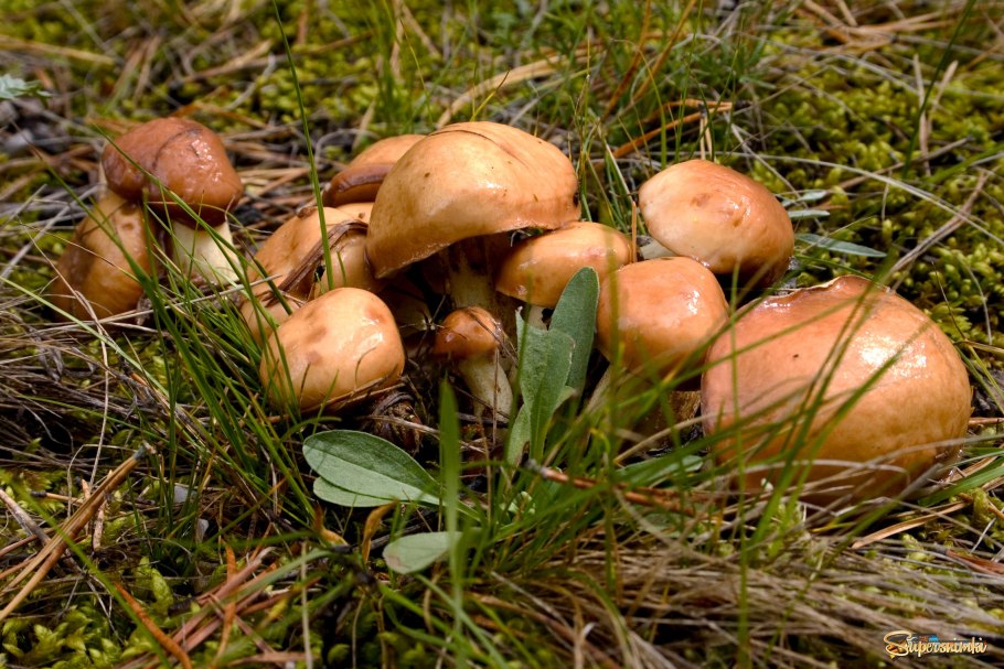 Грибы маслята