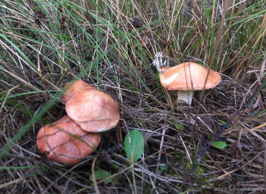 Маленький маслёнок