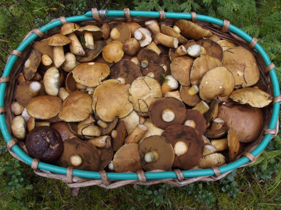 Грибы маслята в лесу