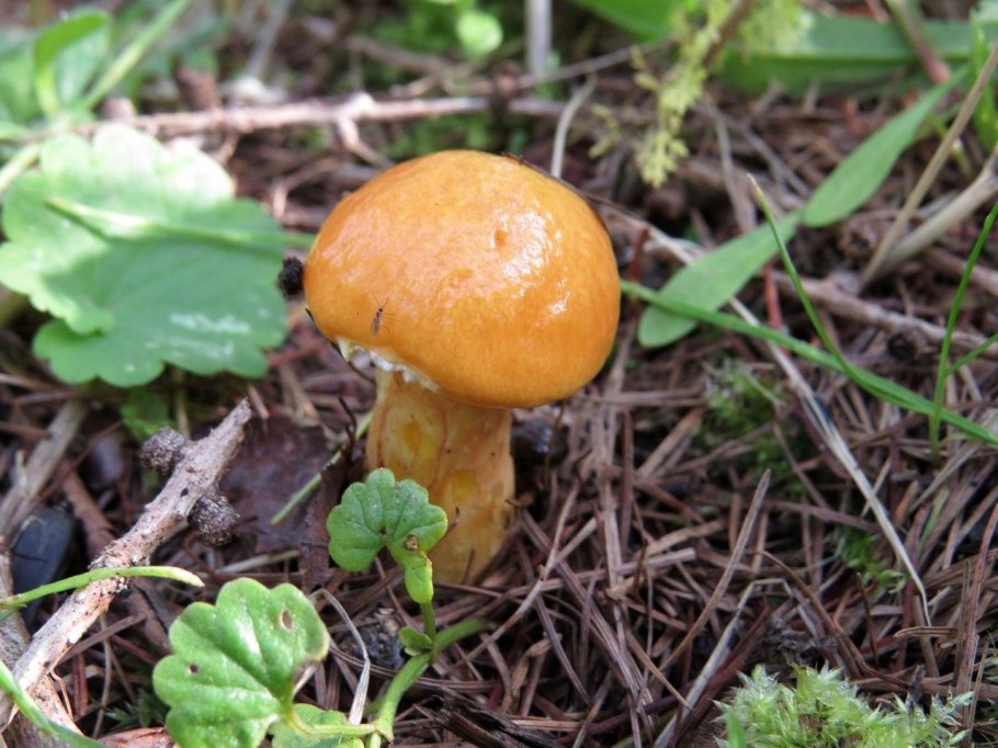 Масленок лиственничный