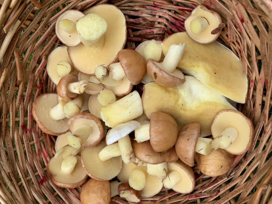 Семнстао маслята