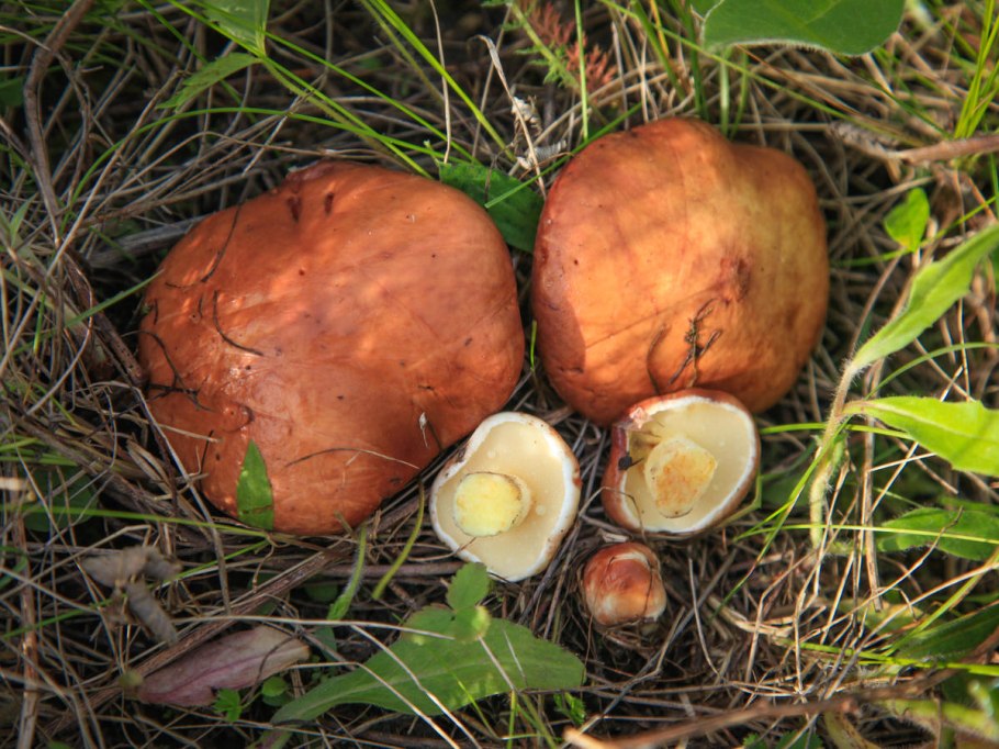 Маслята в Подмосковье май 2020