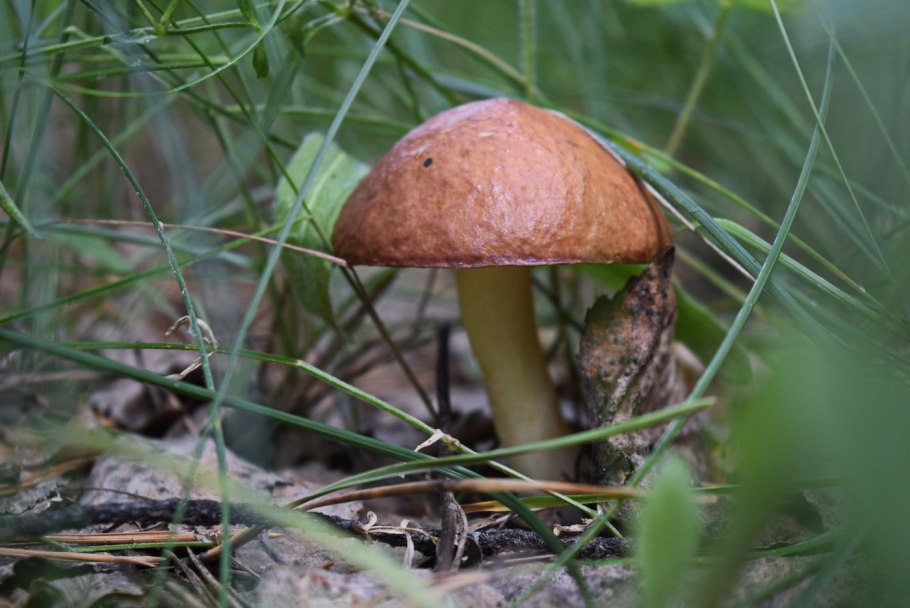 Маслёнок Дальневосточный