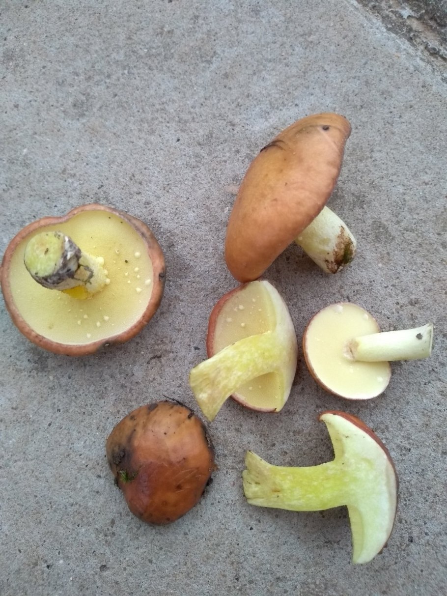 Гриб масленок в разрезе